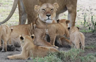 lion pride in the ngorongoro crater, luxury tanzania safari and beach