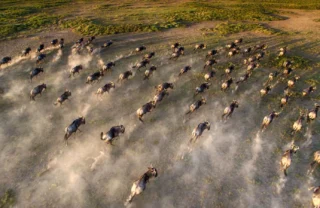 Wildlife aerial view, &Beyond Serengeti, Tanzania safari