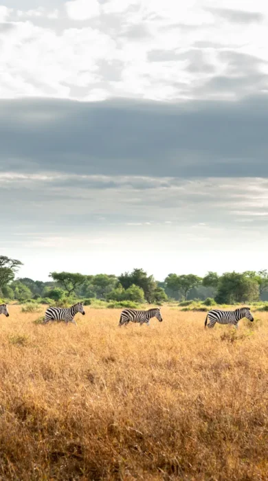 Zebra, wildlife, Grumeti Reserve Serengeti, Tanzania safari