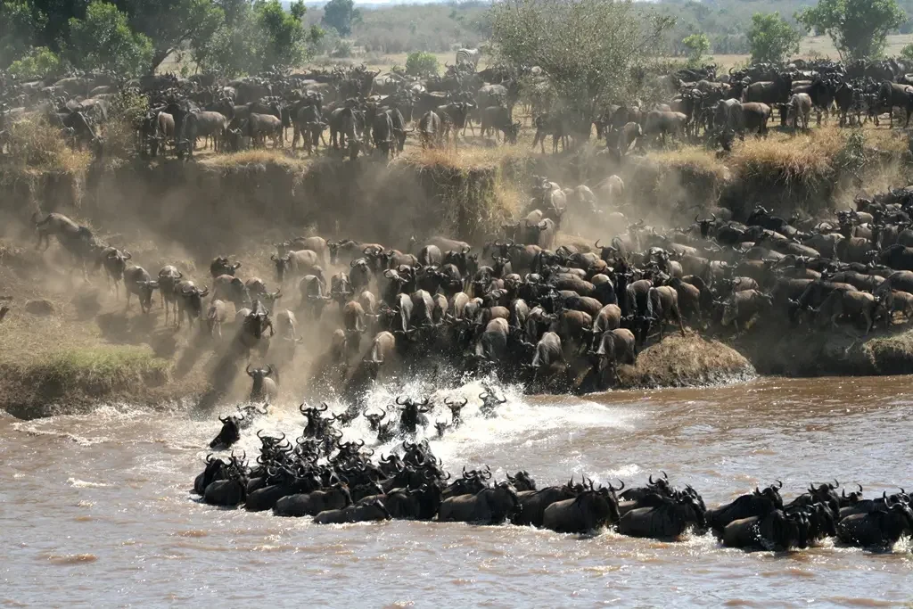 Wildebeest Great Migration, Serengeti Tanzania