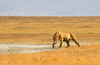 Lion, wildlife, Ngorongoro Crater, Tanzania
