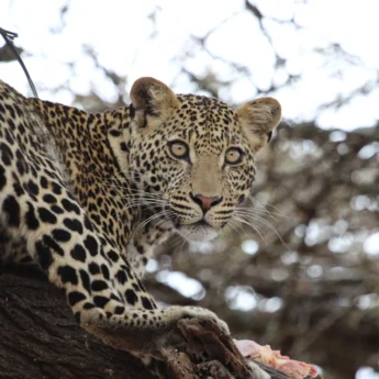 Leopard, Laikipia, Kenya hidden value safari
