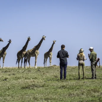 Giraffes, Governors Il Moran, Walking Safari, Kenya