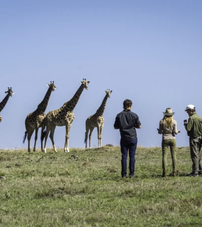 Giraffes, Governors Il Moran, Walking Safari, Kenya