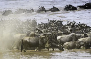 Tightly packed wildebeest submerged in the river, Masai Mara, Kenya - Yellow Zebra Safari