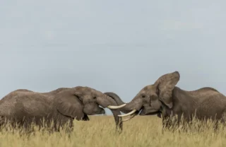 Elephant wildlife, Angama Mara, Kenya