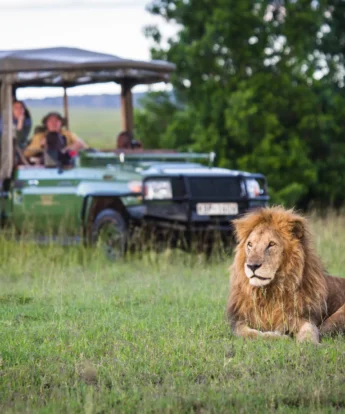 A large maned male lion sits in the grass and a safari vehicle watches on Mara Plains, Maasai Mara, Kenya - Yellow Zebra Safaris