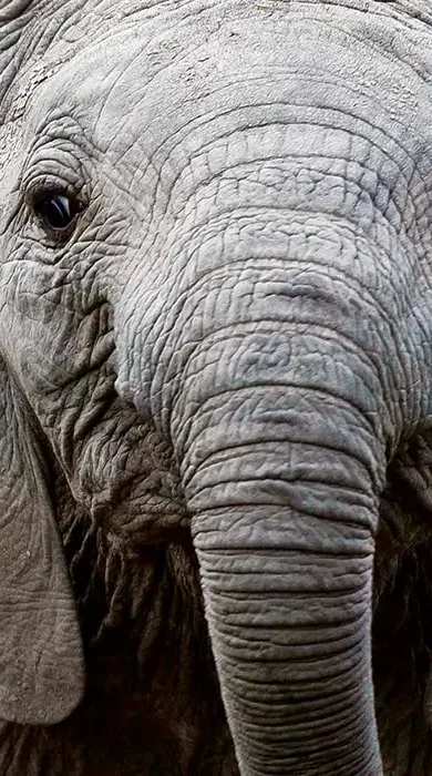 Baby elephant, Elephant Watch Camp, Samburu, Kenya