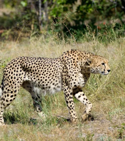 Cheetah, Wilderness Linyanti Tented Camp, Botswana