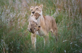Lion and cub, Wilderness Linyanti Tented Camp, Botswana