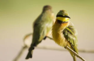 Birding, Shinde, Okavango Delta, Botswana