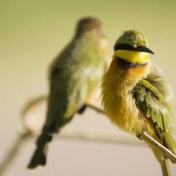 Birding, Shinde, Okavango Delta, Botswana