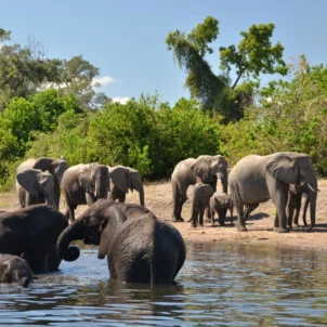 Elephant game viewing, Muchenje Safari Camp, Botswana