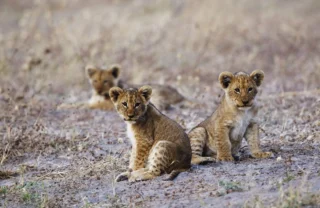Lion cubs, Savute Safari Lodge, Chobe, Botswana