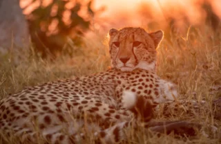 Cheetah wildlife, Shinde Camp, Okavango Delta, Botswana