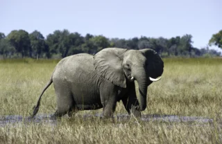 Elephant, wildlife, Wilderness Little Vumbura Camp, Botswana