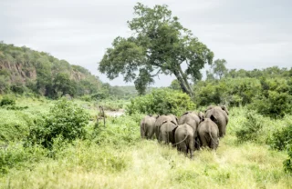 elephant herd in the kruger national park, south africa safaris