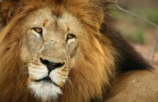 Close up shot of a male lion with a thick mane, Kruger National Park, South Africa - Yellow Zebra Safaris