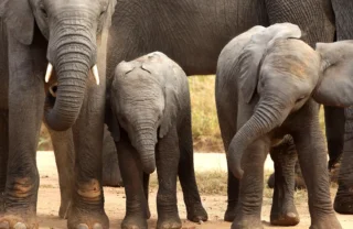 baby elephants, phinda game reserve, south africa safari adventure