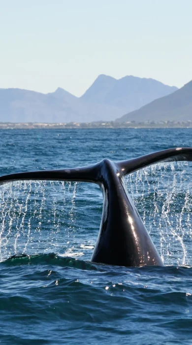 whale, hermanus, ultimate south africa family safari