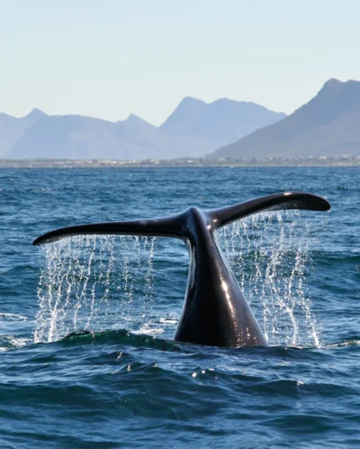 whale, hermanus, ultimate south africa family safari