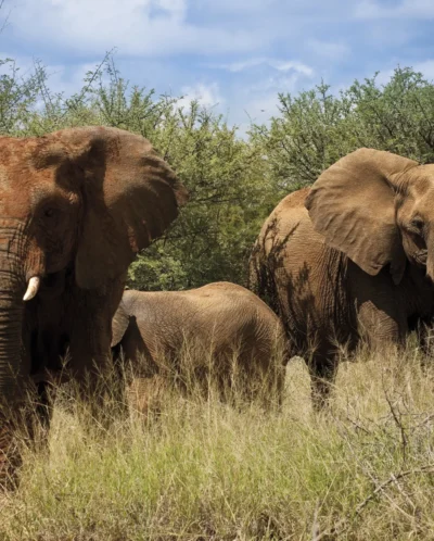 elephants in the Madikwe Lelapa Lodge, ultimate south africa family safari