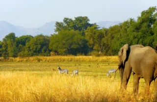 elephant, luangwas hidden value, zambia trip