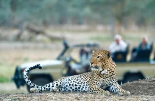 leopard, best of zambia, trip