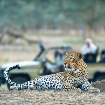 leopard, best of zambia, trip