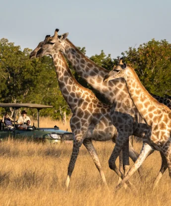 Three giraffes stroll, Hwange national park, Zimbabwe - Yellow Zebra Safaris