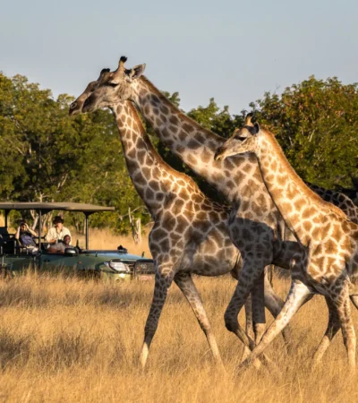 Three giraffes stroll, Hwange national park, Zimbabwe - Yellow Zebra Safaris