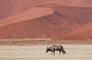 kulala desert lodge, africas oldest deserts