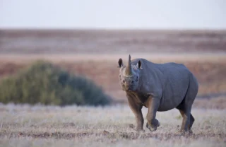 rhino, Wilderness Desert Rhino Camp, africas oldest deserts