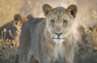 lion, etosha national park, africas oldest deserts