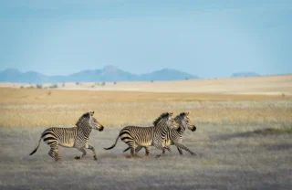 Wilderness Serra Cafema, zebras, namibias best kept secrets