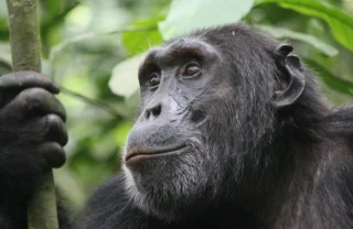 chimp, kibale national park, the complete uganda safari