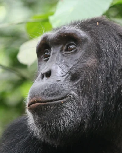 chimp, kibale national park, the complete uganda safari