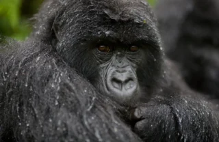 Bwindi Gorilla