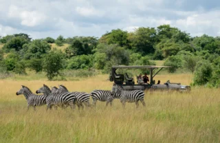 A small herd of zebra stand in the tall grass, Magashi, Rwanda - Yellow Zebra Safari