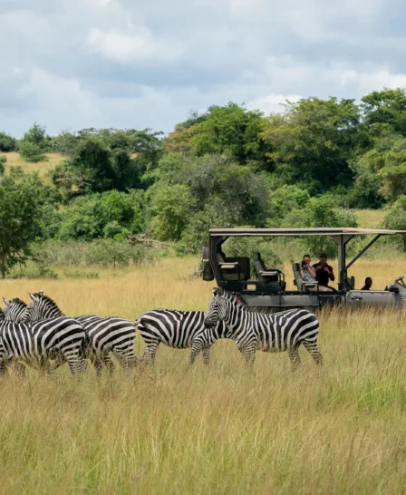 A small herd of zebra stand in the tall grass, Magashi, Rwanda - Yellow Zebra Safari