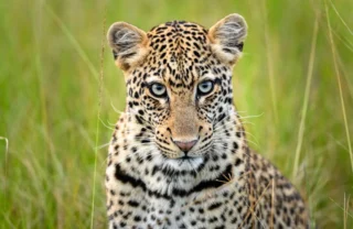 leopard, magashi, rwandas luxurious big five safari