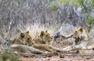 Lions In Kruger National Park, Opulent South Africa