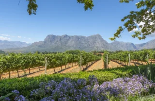 The Winelands, Cape Town, Opulent South Africa