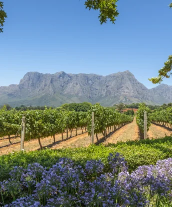The Winelands, Cape Town, Opulent South Africa