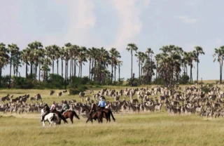 A group on horseback watch a large herd of zebra, Camp Kalahari, Botswana - Yellow Zebra Safaris