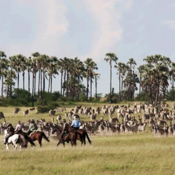 A group on horseback watch a large herd of zebra, Camp Kalahari, Botswana - Yellow Zebra Safaris