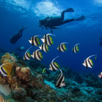 Scuba Diving, The Tides, Mainland Coast, Tanzania