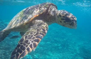 A turtle underwater, Seychelles - Yellow Zebra Safaris