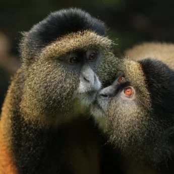 Golden Monkeys, Photography