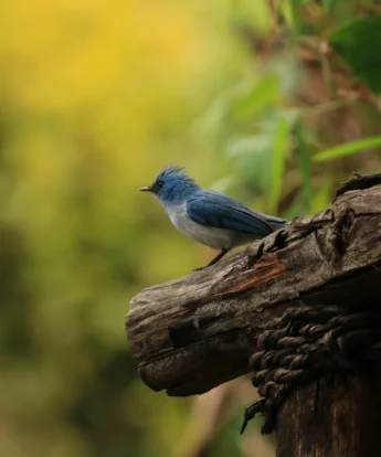 Birdlife, Uganda